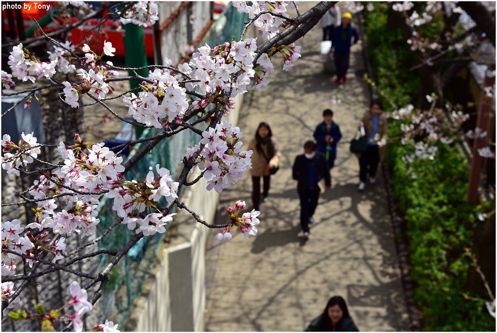 目黑川18.jpg