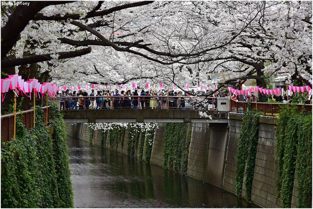 目黑川39.jpg