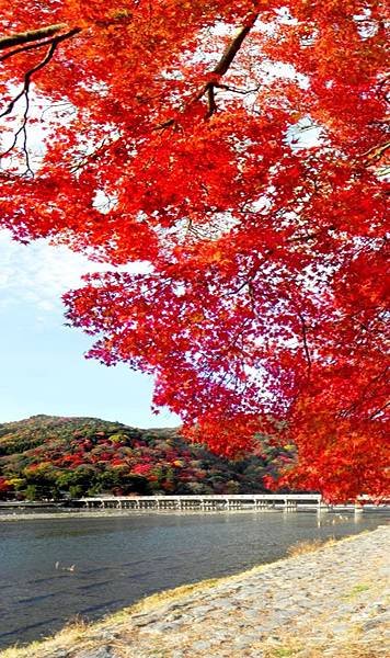 嵐山嵯峨野 紅葉繪卷