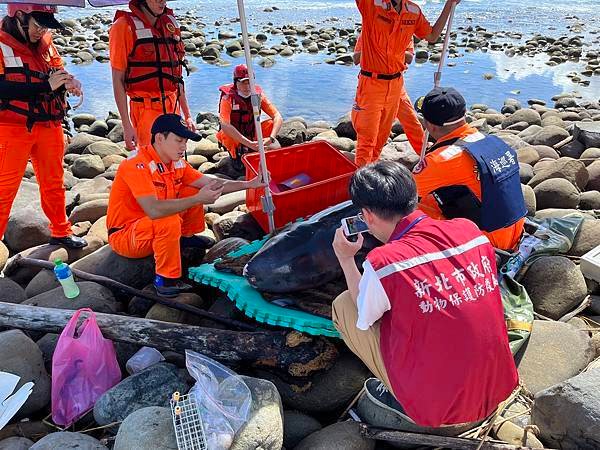 金山中角衝浪基地岸際擱淺活體鯨豚