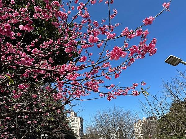 汐止區康誥坑溪兩岸步道為賞櫻熱點，美不勝收