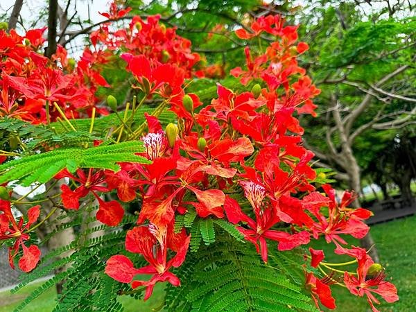 鳳凰木開花模樣