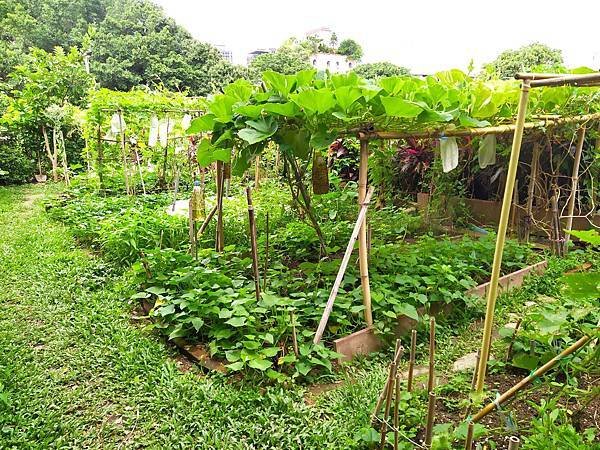 「可食地景」也是一種城市環境的綠美化方式，種植可食蔬果的同時，也讓城市空間變得更加綠意盎然+