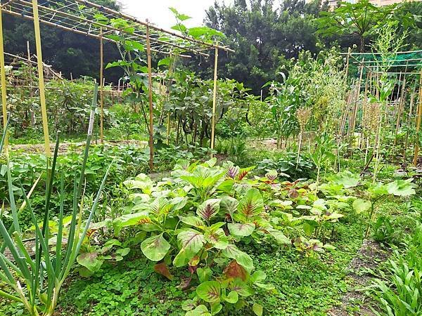 可食地景是城市中難得的的都市田園