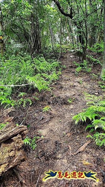 汐止加壽橋-槓尾山-四分尾山-茄冬古道O形 (18).jpg