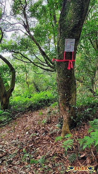 興福寮步道-糞箕湖古道右左線-新向天池山西南稜-向天池山-向天池P形 (10).jpg