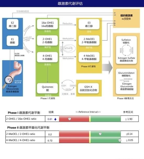 雌二醇的種類與比較 （雌激素佔據受體細胞 介導）