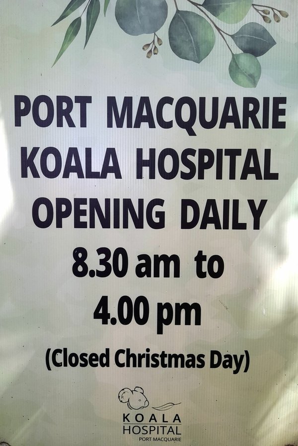 2023.08.15 澳洲 Day5 (Koala Hosp