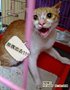 990806-TNR橘白.JPG