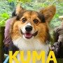 KUMA(黃熊)