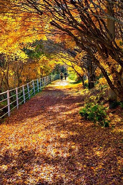 紅葉耶馬溪 一目八景 溪石園 御靈紅葉