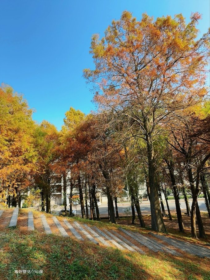 偶像劇場景般的落羽松森林【羅東運動公園】秋冬季節染成橘紅一片