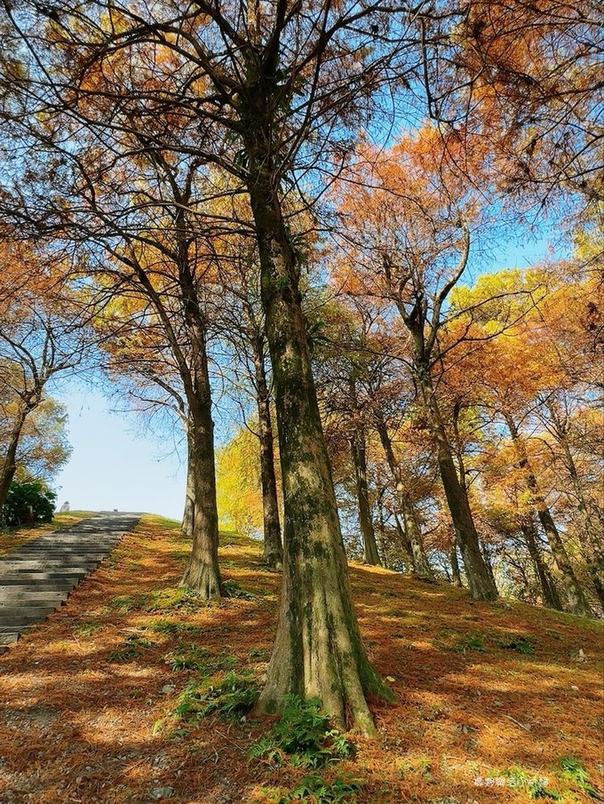 偶像劇場景般的落羽松森林【羅東運動公園】秋冬季節染成橘紅一片