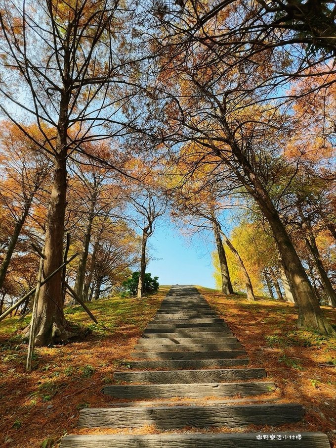 偶像劇場景般的落羽松森林【羅東運動公園】秋冬季節染成橘紅一片