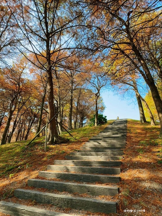 偶像劇場景般的落羽松森林【羅東運動公園】秋冬季節染成橘紅一片