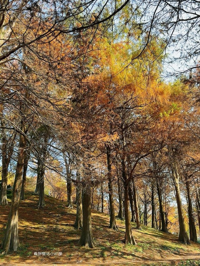 偶像劇場景般的落羽松森林【羅東運動公園】秋冬季節染成橘紅一片