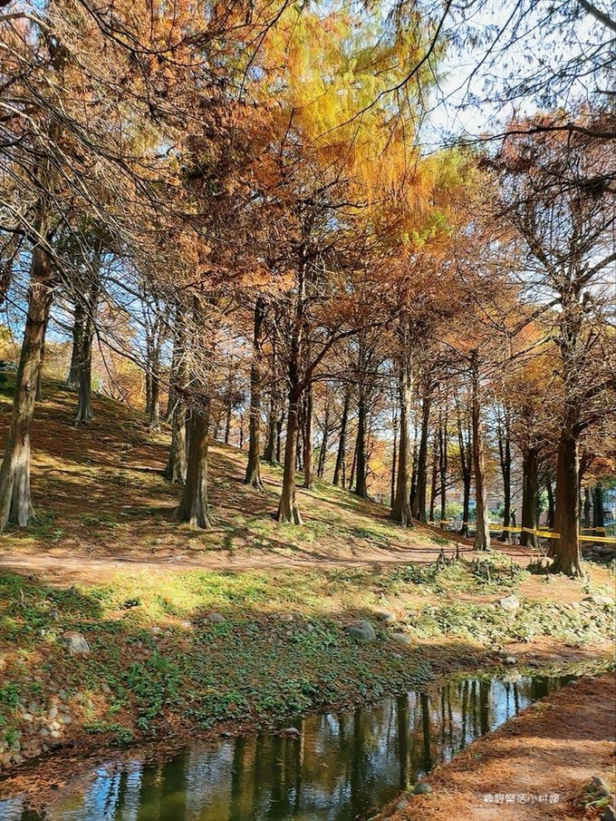 偶像劇場景般的落羽松森林【羅東運動公園】秋冬季節染成橘紅一片