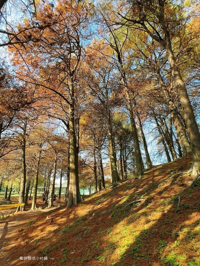 偶像劇場景般的落羽松森林【羅東運動公園】秋冬季節染成橘紅一片