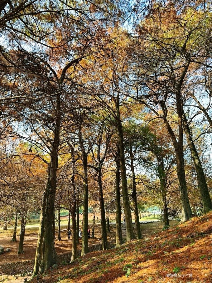 偶像劇場景般的落羽松森林【羅東運動公園】秋冬季節染成橘紅一片