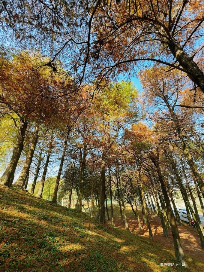 偶像劇場景般的落羽松森林【羅東運動公園】秋冬季節染成橘紅一片