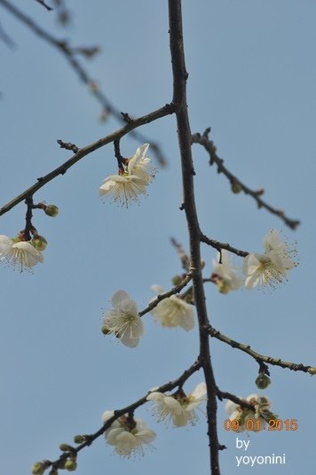 DSC_0438.JPG