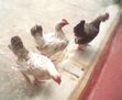 IMG0265A.jpg