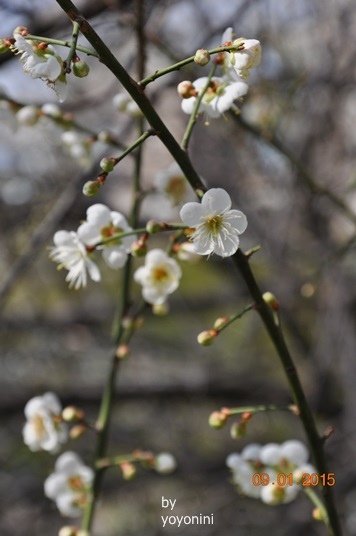 DSC_0408.JPG