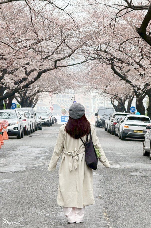 釜山南川洞櫻花2.jpg