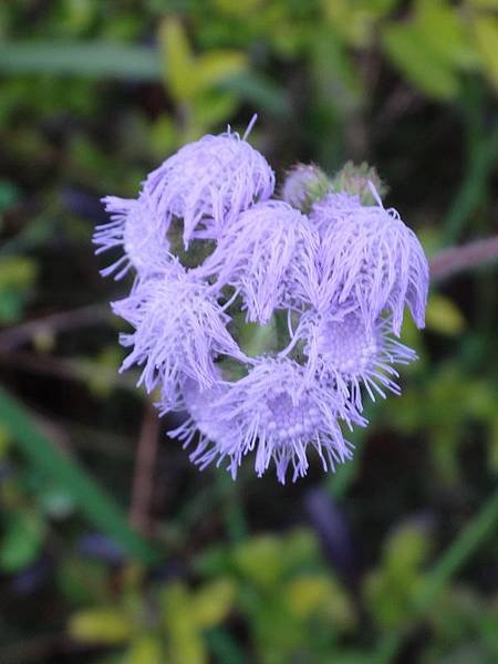 紫花藿香薊3.JPG