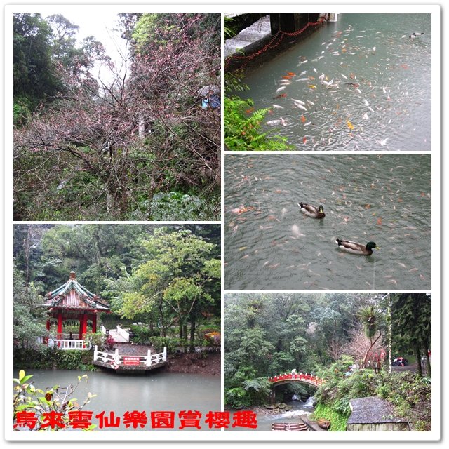 烏來雲仙樂園賞櫻趣 12