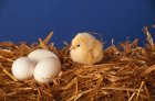 bird-egg