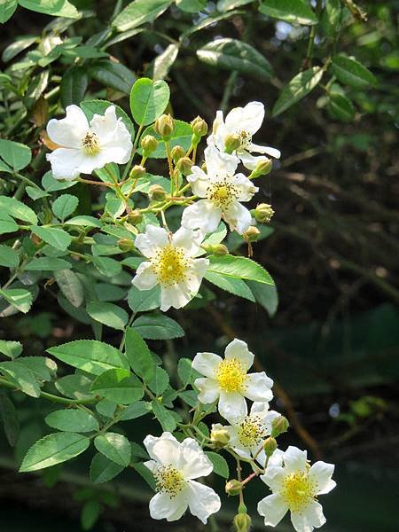 繡球繡線菊2.JPG