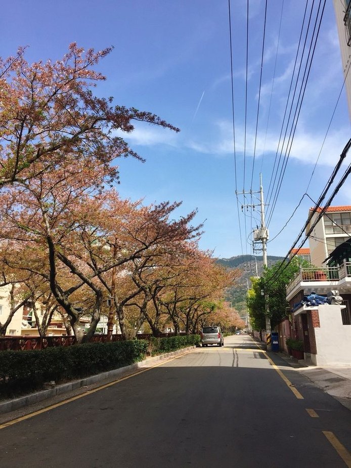 2018412鎮海慶和追櫻花🌸_190729_0007.jpg