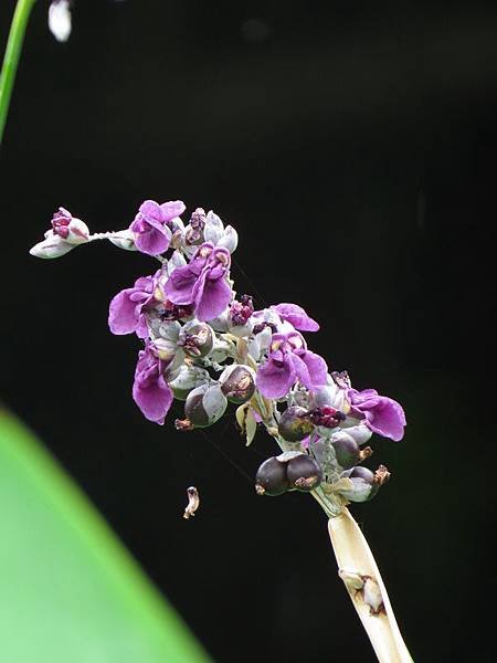 水竹芋14.jpg