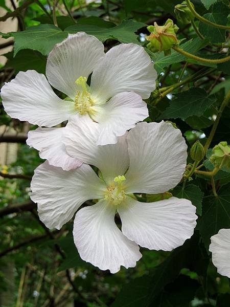 山芙蓉10.JPG