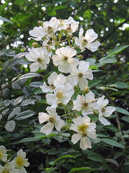 繡球繡線菊10.JPG