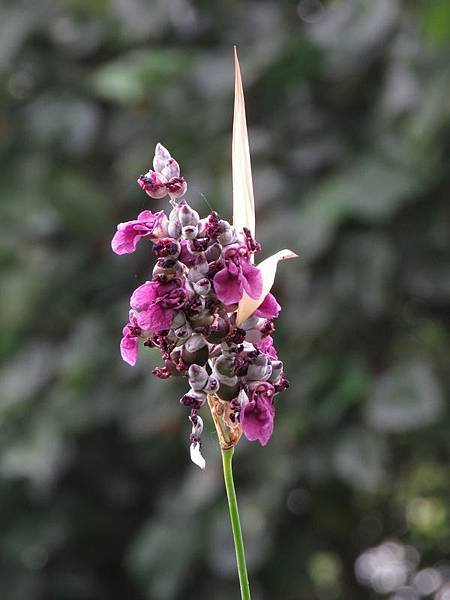 水竹芋1.jpg