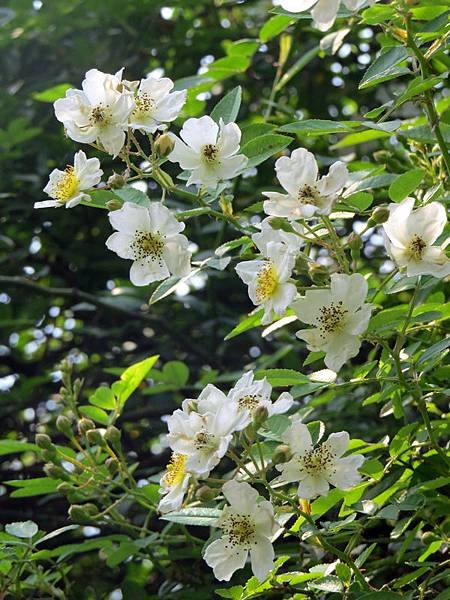 繡球繡線菊23.JPG