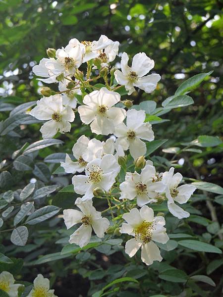 繡球繡線菊21.JPG