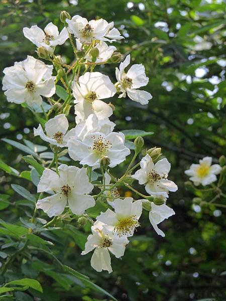 繡球繡線菊15.JPG