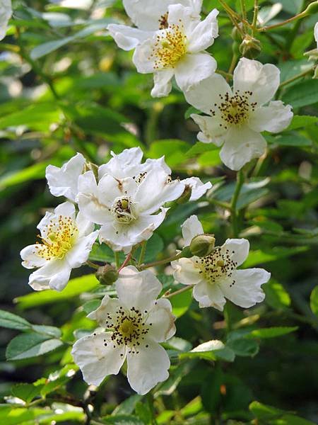 繡球繡線菊18.JPG