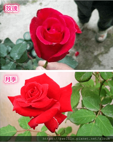 漫步雲端分享● 看來豈是尋常色，濃淡由他春風中