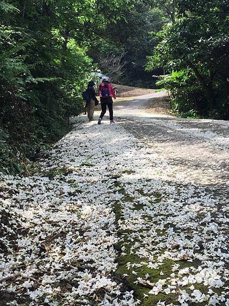 【新北景點】新北市客家桐花祭‧土城石門路桐花秘境│飄起五月雪