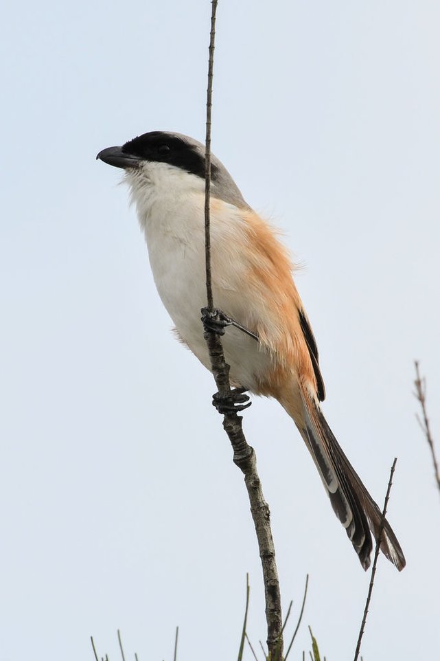 D50_9824.JPG