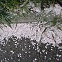 2011Kyoto Sakura 004.JPG