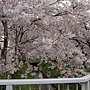 京都櫻花2011