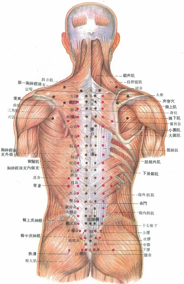 驅幹後穴位肌肉淺層解剖結構2