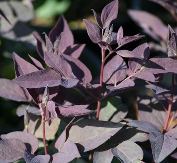 Clematis recta &apos;Purpurea Select&apos; 1 