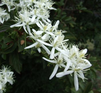 Clematis flammula 1 flower