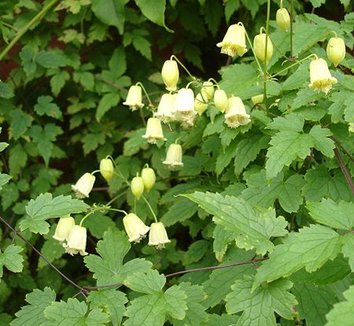 Clematis rehderiana 4 flower